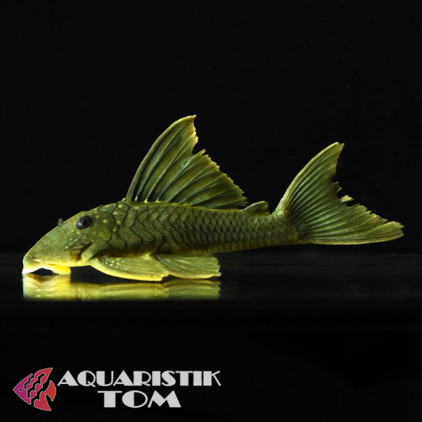 L200 Gelber Phantomwels Highfin, Baryancistrus demantoides L200 Highfin